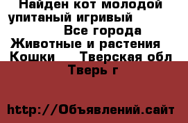 Найден кот,молодой упитаный игривый 12.03.2017 - Все города Животные и растения » Кошки   . Тверская обл.,Тверь г.